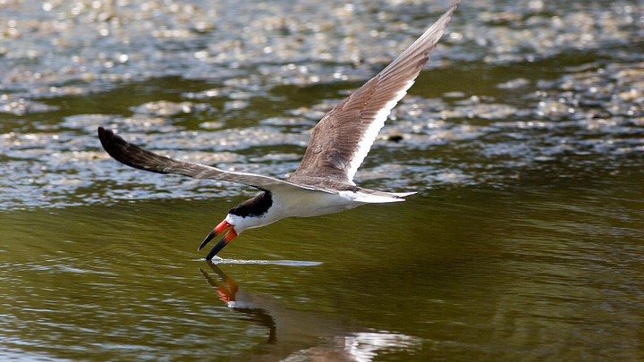Bird fishing in water at Kiawah Island