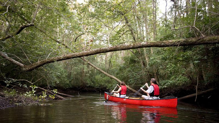 Two people in canoe paddling river beneath downed trees 