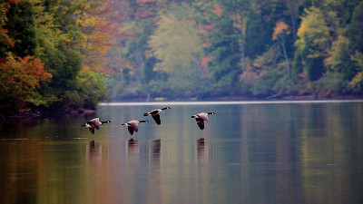 geese flying over the lake at Chester State Park