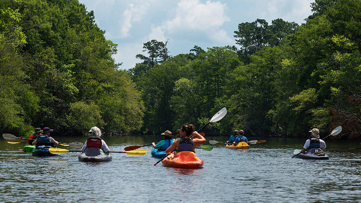 Kayakers paddling down river surrounded by trees