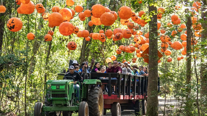 Tractor pulling trailer of people on hayride beneath Halloween jack-o-lanterns hanging from trees