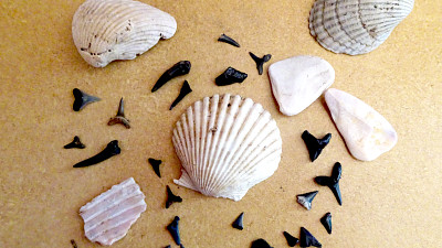 shells and shark teeth