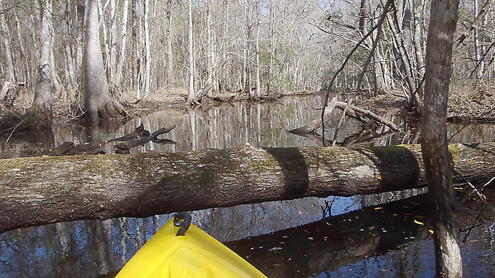 Fallen tree blocking access along Bluffton's New River