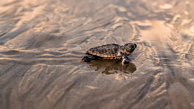 baby loggerhead turtle on the sand