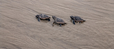 Wild Wonders: Loggerhead Sea Turtles